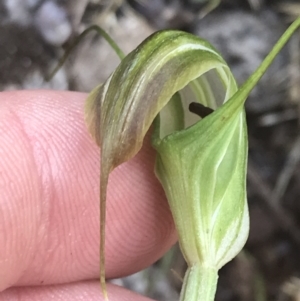 Diplodium decurvum at Tennent, ACT - suppressed