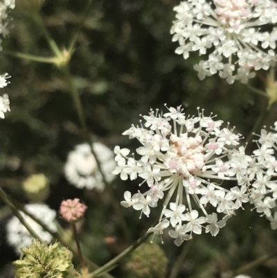 Trachymene composita var. composita at Tennent, ACT - 10 Jan 2022 by Tapirlord