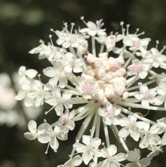 Trachymene composita var. composita at Tennent, ACT - 10 Jan 2022 01:45 PM