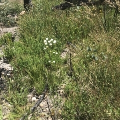 Trachymene composita var. composita at Tennent, ACT - 10 Jan 2022