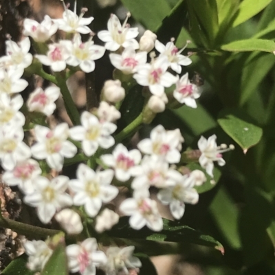 Platysace lanceolata (Shrubby Platysace) at Tennent, ACT - 10 Jan 2022 by Tapirlord