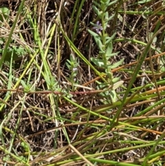 Lythrum hyssopifolia (Small Loosestrife) at Throsby, ACT - 16 Jan 2022 by abread111