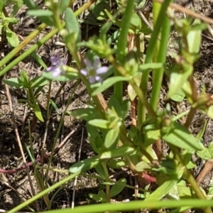 Lythrum hyssopifolia at Throsby, ACT - 16 Jan 2022 02:41 PM