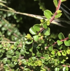 Leionema lamprophyllum subsp. obovatum (Shiny Phebalium) at Tennent, ACT - 10 Jan 2022 by Tapirlord