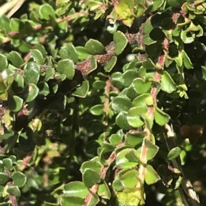 Leionema lamprophyllum subsp. obovatum at Tennent, ACT - suppressed