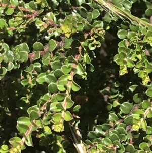 Leionema lamprophyllum subsp. obovatum at Tennent, ACT - suppressed