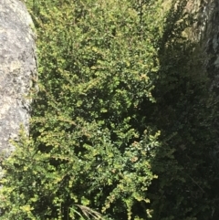 Leionema lamprophyllum subsp. obovatum at Tennent, ACT - suppressed