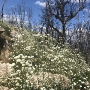 Trachymene composita var. composita at Tennent, ACT - 10 Jan 2022 02:08 PM