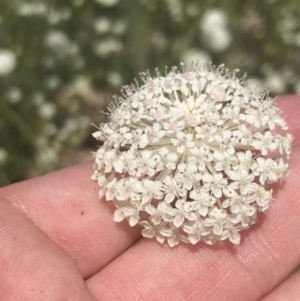 Trachymene composita var. composita at Tennent, ACT - 10 Jan 2022 02:08 PM