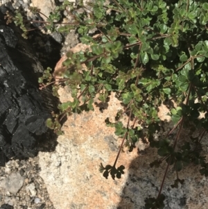 Boronia algida at Tennent, ACT - suppressed