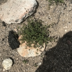 Boronia algida at Tennent, ACT - suppressed