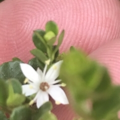 Leionema lamprophyllum subsp. obovatum at Tennent, ACT - 10 Jan 2022