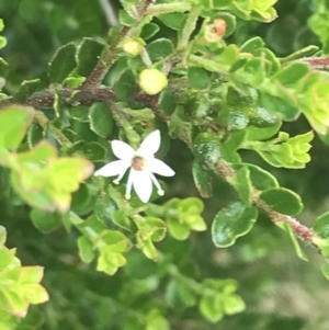 Leionema lamprophyllum subsp. obovatum at Tennent, ACT - 10 Jan 2022