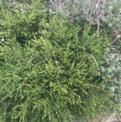 Leionema lamprophyllum subsp. obovatum at Tennent, ACT - 10 Jan 2022