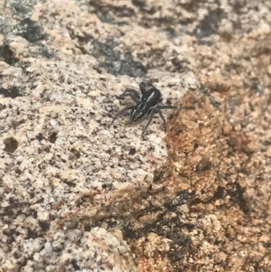 Ocrisiona sp. (genus) at Tennent, ACT - 10 Jan 2022