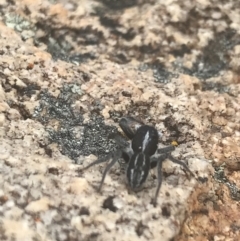 Ocrisiona sp. (genus) at Tennent, ACT - 10 Jan 2022 02:27 PM