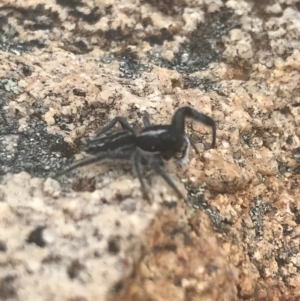 Ocrisiona sp. (genus) at Tennent, ACT - 10 Jan 2022 02:27 PM