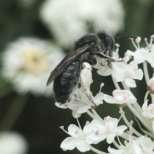 Leioproctus sp. (genus) at Tennent, ACT - 10 Jan 2022