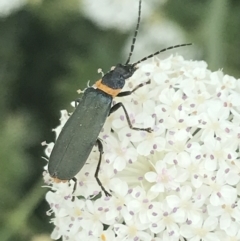 Chauliognathus lugubris (Plague Soldier Beetle) at Tennent, ACT - 10 Jan 2022 by Tapirlord