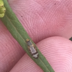 Unidentified True fly (Diptera) at Tennent, ACT - 10 Jan 2022 by Tapirlord