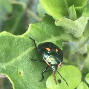 Scutiphora pedicellata at Tennent, ACT - 10 Jan 2022