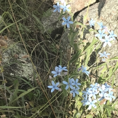 Oxypetalum coeruleum (Tweedia or Southern Star) at Garran, ACT - 13 Jan 2022 by Tapirlord