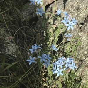 Oxypetalum coeruleum at Garran, ACT - 13 Jan 2022