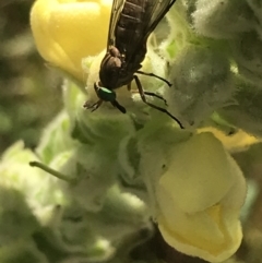 Tabanidae (family) at Garran, ACT - 13 Jan 2022