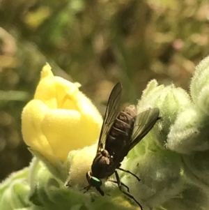 Tabanidae (family) at Garran, ACT - 13 Jan 2022