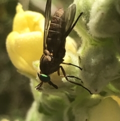 Tabanidae (family) at Garran, ACT - 13 Jan 2022