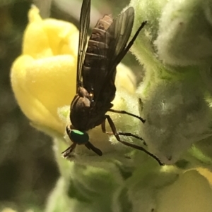 Tabanidae (family) at Garran, ACT - 13 Jan 2022