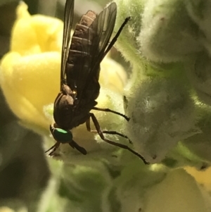 Tabanidae (family) at Garran, ACT - 13 Jan 2022