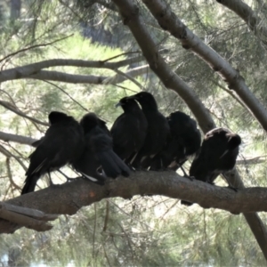 Corcorax melanorhamphos at Gungahlin, ACT - 16 Jan 2022