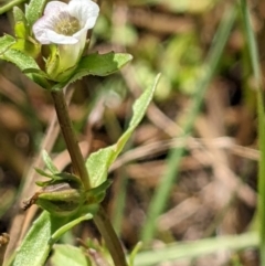 Gratiola pumilo (A Brooklime) at Mulligans Flat - 16 Jan 2022 by abread111