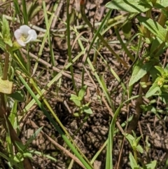 Gratiola pumilo at Throsby, ACT - 16 Jan 2022 02:38 PM