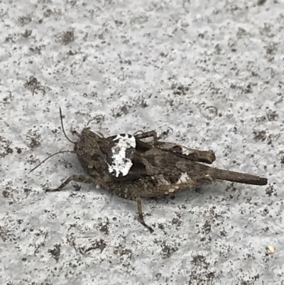 Paratettix australis (A pygmy grasshopper) at Garran, ACT - 14 Jan 2022 by Tapirlord