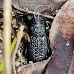 Talaurinus typicus (Ground weevil) at Yerriyong, NSW - 16 Jan 2022 by RobG1