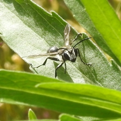 Isodontia sp. (genus) (Unidentified Grass-carrying wasp) at Bullen Range - 15 Jan 2022 by HelenCross