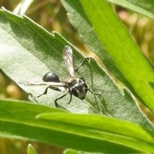 Isodontia sp. (genus) at Paddys River, ACT - 16 Jan 2022