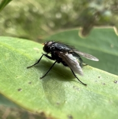 Tachinidae (family) (Unidentified Bristle fly) at Murrumbateman, NSW - 11 Jan 2022 by SimoneC