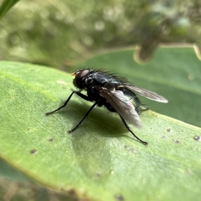 Tachinidae (family) (Unidentified Bristle fly) at Murrumbateman, NSW - 11 Jan 2022 by SimoneC