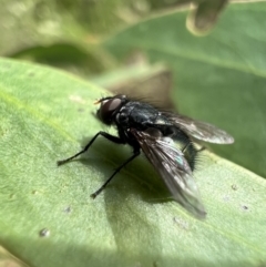 Tachinidae (family) at Murrumbateman, NSW - 11 Jan 2022 05:03 PM