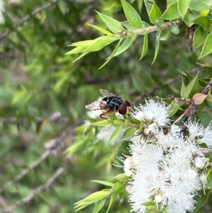 Austalis copiosa at Murrumbateman, NSW - 11 Jan 2022