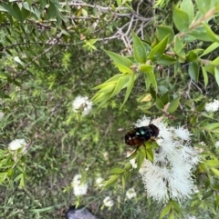 Austalis copiosa at Murrumbateman, NSW - 11 Jan 2022