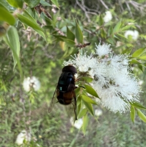 Austalis copiosa at Murrumbateman, NSW - 11 Jan 2022