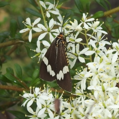 Nyctemera amicus (Senecio Moth, Magpie Moth, Cineraria Moth) at Paddys River, ACT - 16 Jan 2022 by HelenCross