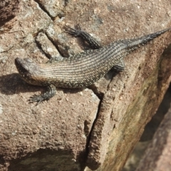 Egernia cunninghami (Cunningham's Skink) at Bullen Range - 15 Jan 2022 by HelenCross