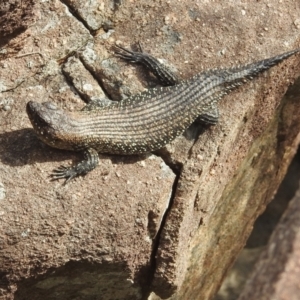 Egernia cunninghami at Paddys River, ACT - 16 Jan 2022 09:03 AM