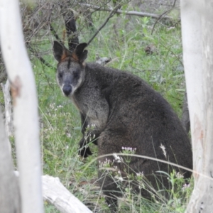 Wallabia bicolor at Paddys River, ACT - 16 Jan 2022 09:17 AM