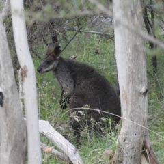 Wallabia bicolor at Paddys River, ACT - 16 Jan 2022